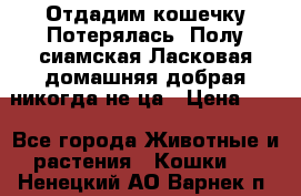 Отдадим кошечку.Потерялась. Полу сиамская.Ласковая,домашняя,добрая,никогда не ца › Цена ­ 1 - Все города Животные и растения » Кошки   . Ненецкий АО,Варнек п.
